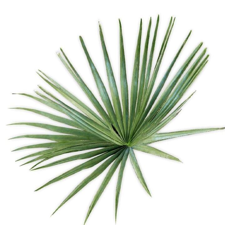 Saw palmetto - kompozicija UltraMax Testo Enhancer